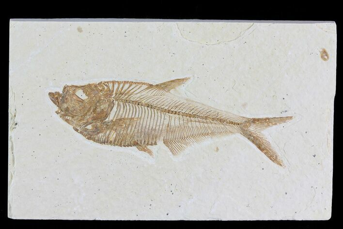 Diplomystus Fossil Fish - Wyoming #81436
